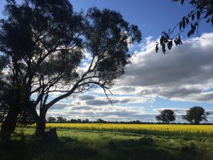 Canola Fields